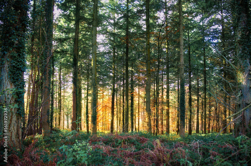 Obraz premium Forest Sunset