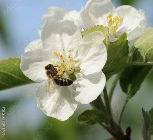 Honigbiene auf Apfelblüte © fotograupner