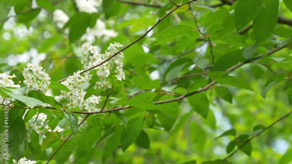 Young Blooming Flowers And Leaves On Tree In Spring Young Blooming Flowers And Leaves On Tree In Spring
