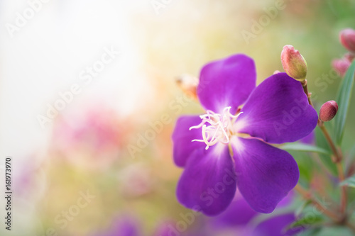 Nature background, beautiful purple flower under sun light in garden with copy space