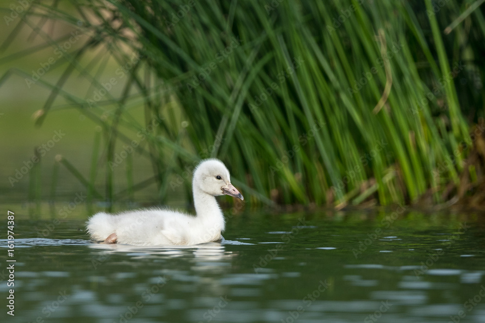 Juvenile Whooper Swan