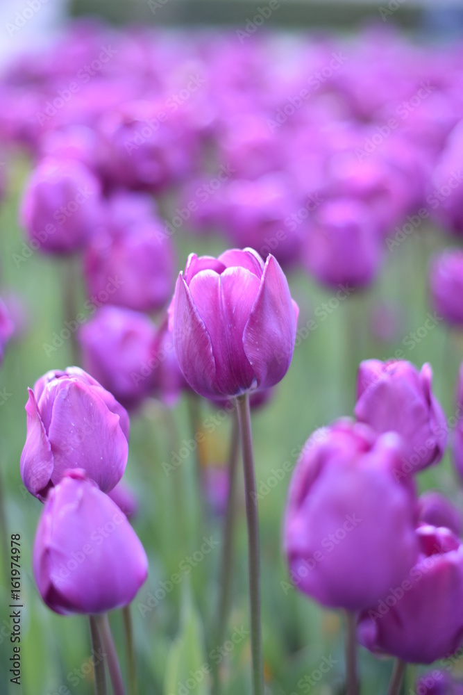 Purple tulips on soft blurred background 3 Purple tulips on soft blurred background 3