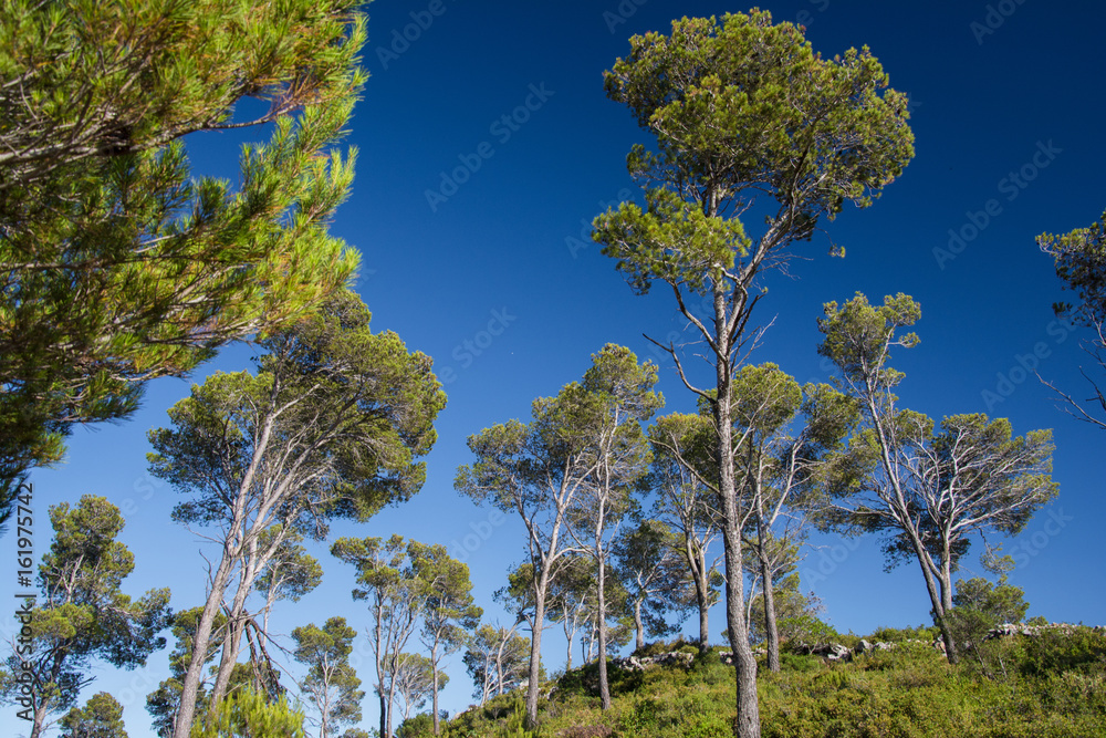 Pine trees above the town of Estartit on the Costa Brava Pine trees above the town of Estartit on the Costa Brava