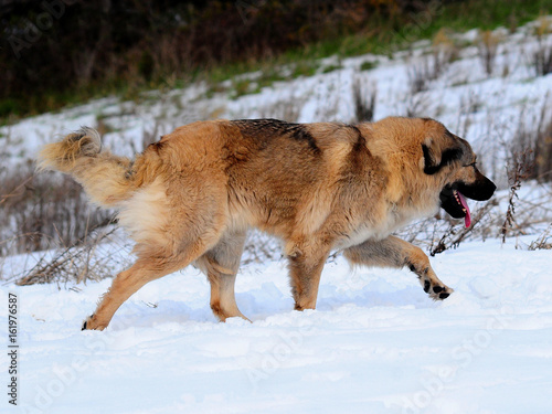 Shepherd of the caucasus dog portrait © Ricant Images