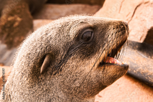 Cape fur seal pup portrait  photo