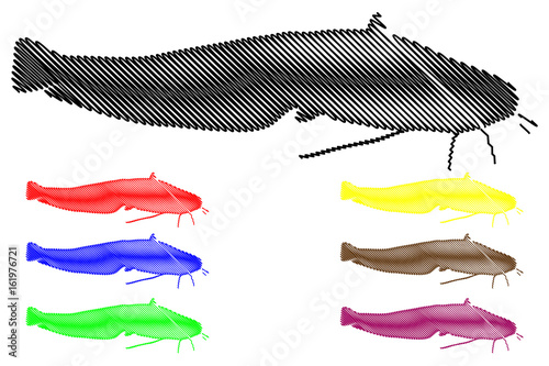 catfish silhouette vector, (Silurus glanis),