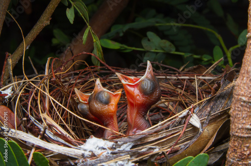 close up of three newborn baby bird in nest
