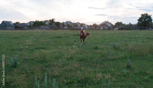 Brown horse grazing in a meadow,