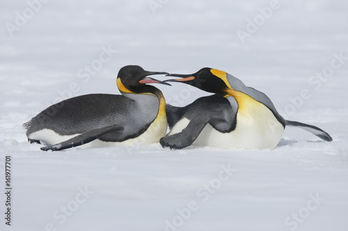 Two king penguins have fun