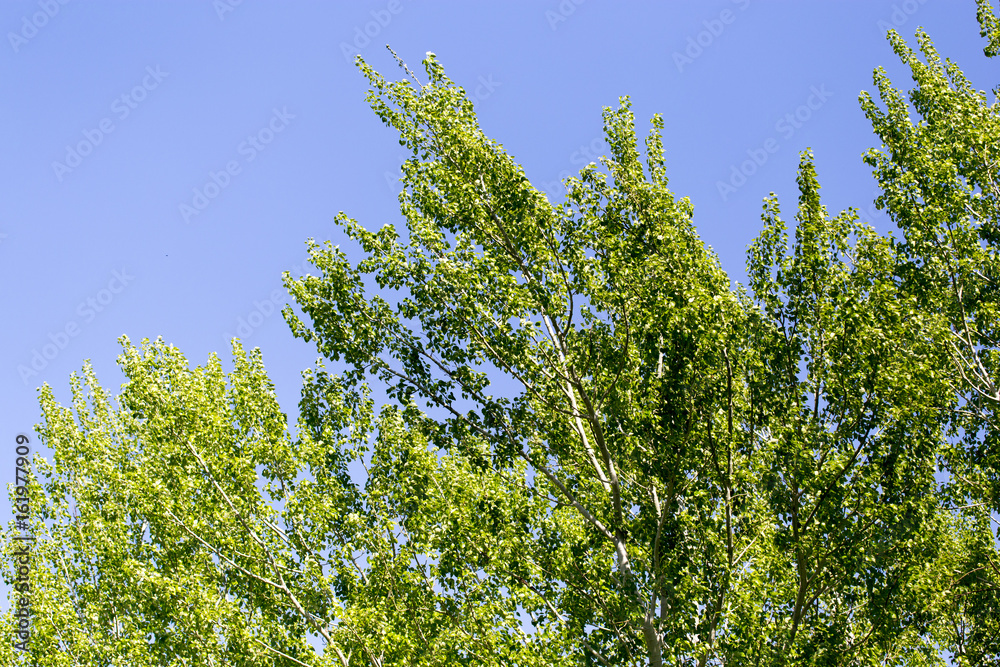 Fototapeta premium Tree with green leaves against the blue sky