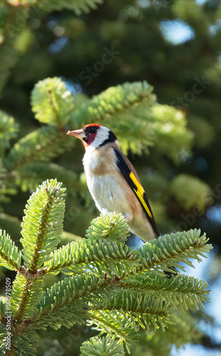 cardellino photo