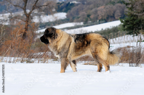 Shepherd of the caucasus dog portrait