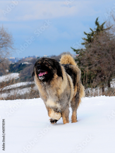 Fotografie Shepherd of the caucasus dog portrait
