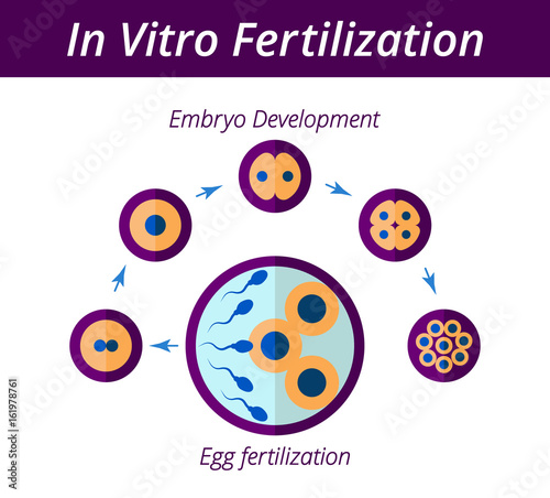 Scheme of artificial insemination. In vitro fertilization chart in flat style. Stages of cell division EPS 10 vector illustration. Isolated on white background.