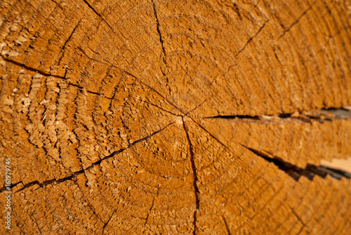 tree rings saw cut/ tree rings saw cut background