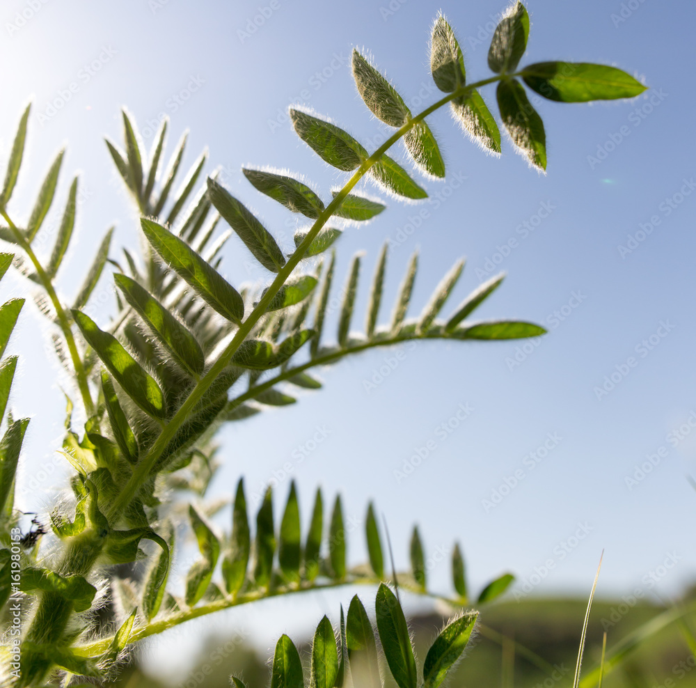 Leaves of grass on blue sky background