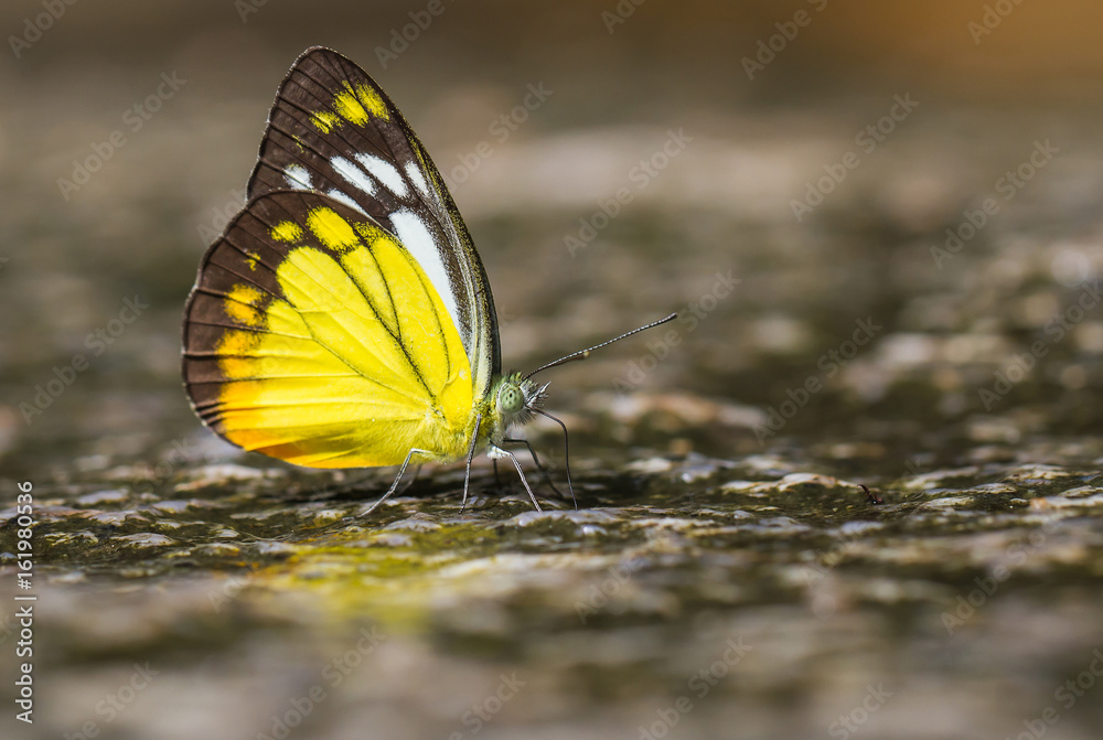 Fototapeta premium Beauty butterfly resting on ground