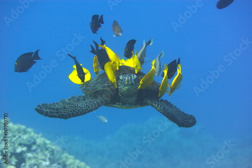 Photography Green sea turtle being cleaned by fish