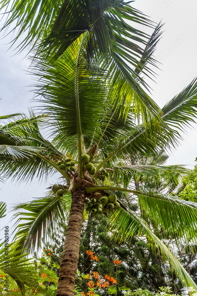 Fototapeta premium Palme