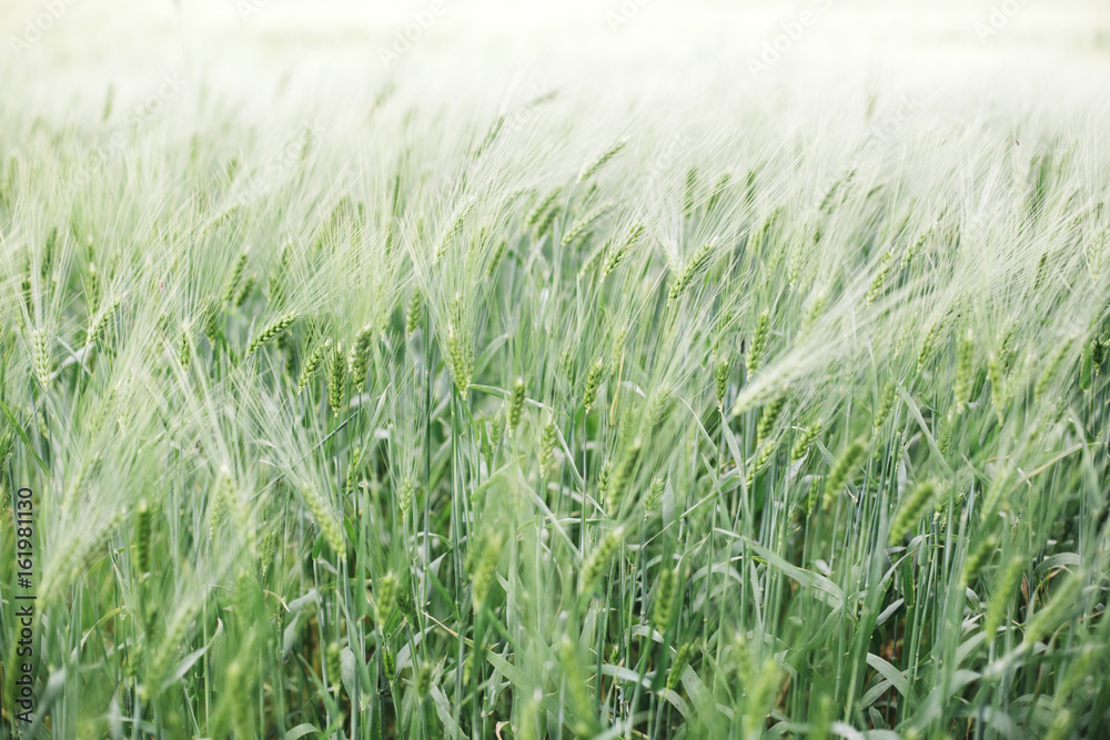 Fototapeta premium Immature wheat in the field