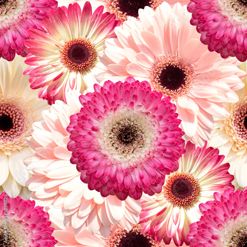 Seamless background with gerbera flowers