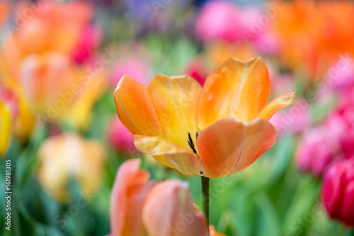 A flower surrounded by colorful scene. 