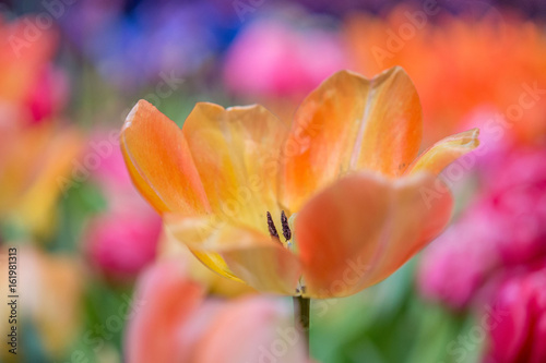 A flower emerged in a colorful scape. 