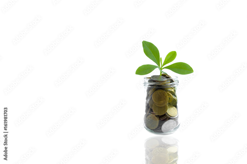 Coins and plant in bottle, Business investment saving concept. Coins in bottle on white background, Business investment concept Coins and plant in bottle, Business investment saving concept. Coins in bottle on white background, Business investment concept