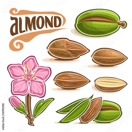 Vector set of Almond Nuts: branch of tree with pink blooming flower and green leaf, lettering title - almond, diet organic food, almond nuts in nutshell and peeled fruit isolated on white background.