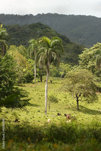 Canvas Print campo