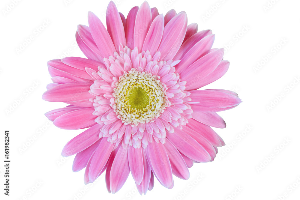 Vibrant bright pink gerbera daisy flowers blooming isolate on white background with clipping path. Vibrant bright pink gerbera daisy flowers blooming isolate on white background with clipping path.