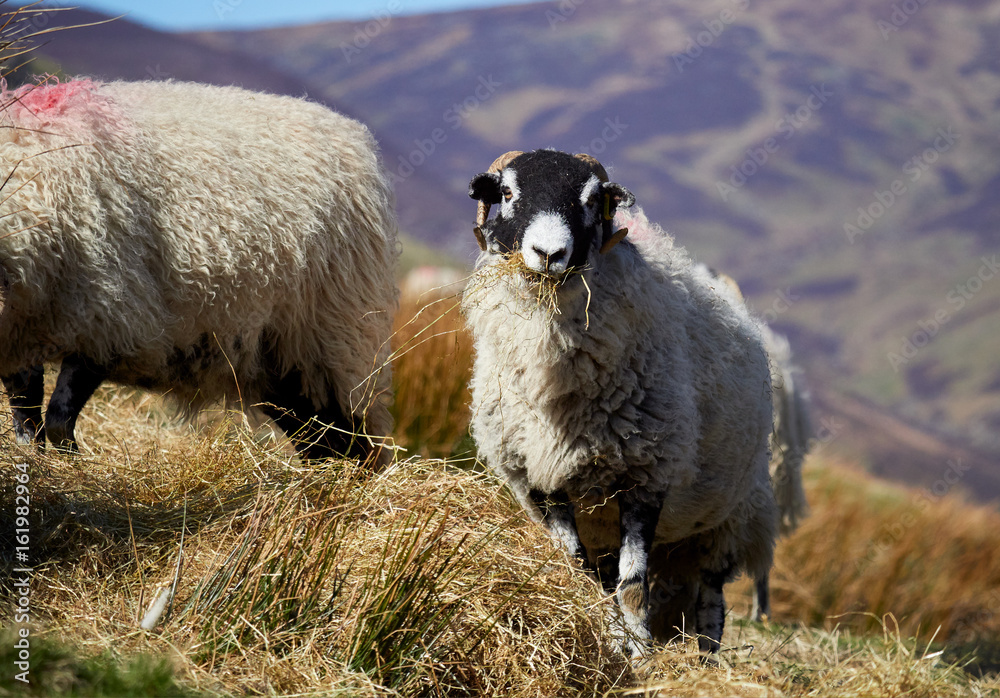 Sheep grazing on open ground in the mountains, hills of the English countryside. Livestock, hill farming. Sheep grazing on open ground in the mountains, hills of the English countryside. Livestock, hill farming.