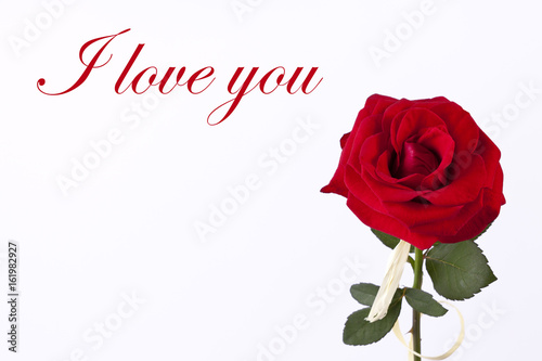 Simple love card with red rose on the white background
