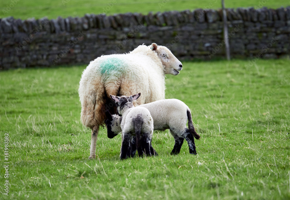 Sheep with their young lambs in a green field in springtime in the English countryside. Livestock, hill farming. Sheep with their young lambs in a green field in springtime in the English countryside. Livestock, hill farming.