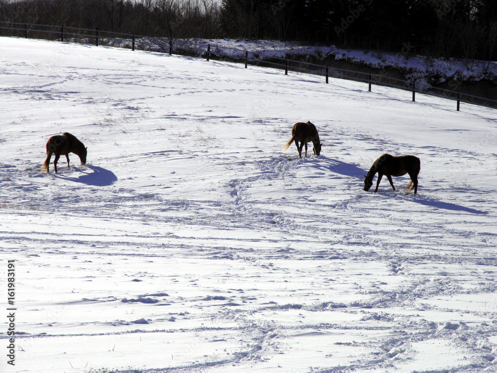 Naklejka premium 冬の馬