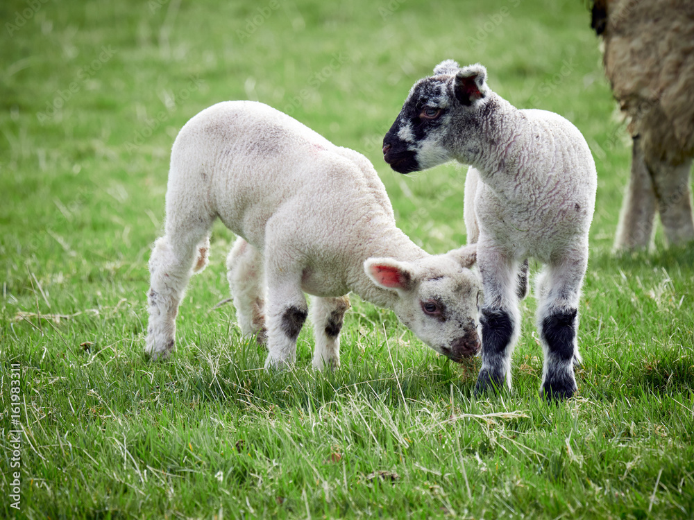 Sheep with their young lambs in a green field in springtime in the English countryside. Livestock, hill farming. Sheep with their young lambs in a green field in springtime in the English countryside. Livestock, hill farming.