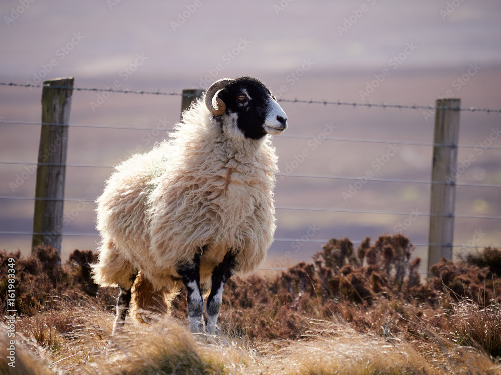 Obraz premium Sheep grazing on open ground in the mountains, hills of the English countryside. Livestock, hill farming.