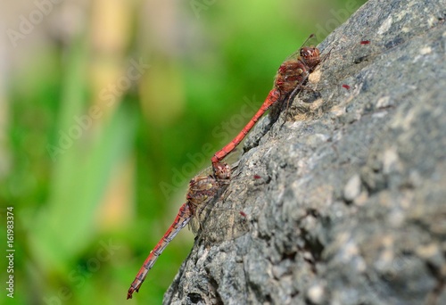 Coupling of red dragonflies perched on the rock
