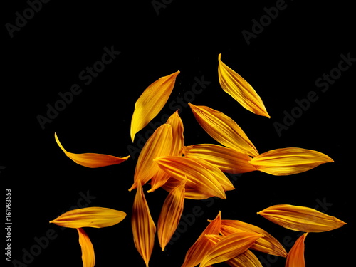 Fototapeta Naklejka Na Ścianę i Meble -  Sunflower petals isolated on black background