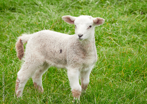 Sheep with their young lambs in a green field in springtime in the English countryside. Livestock, hill farming.