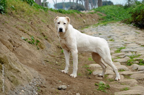 Central Asia Shepherd Dog