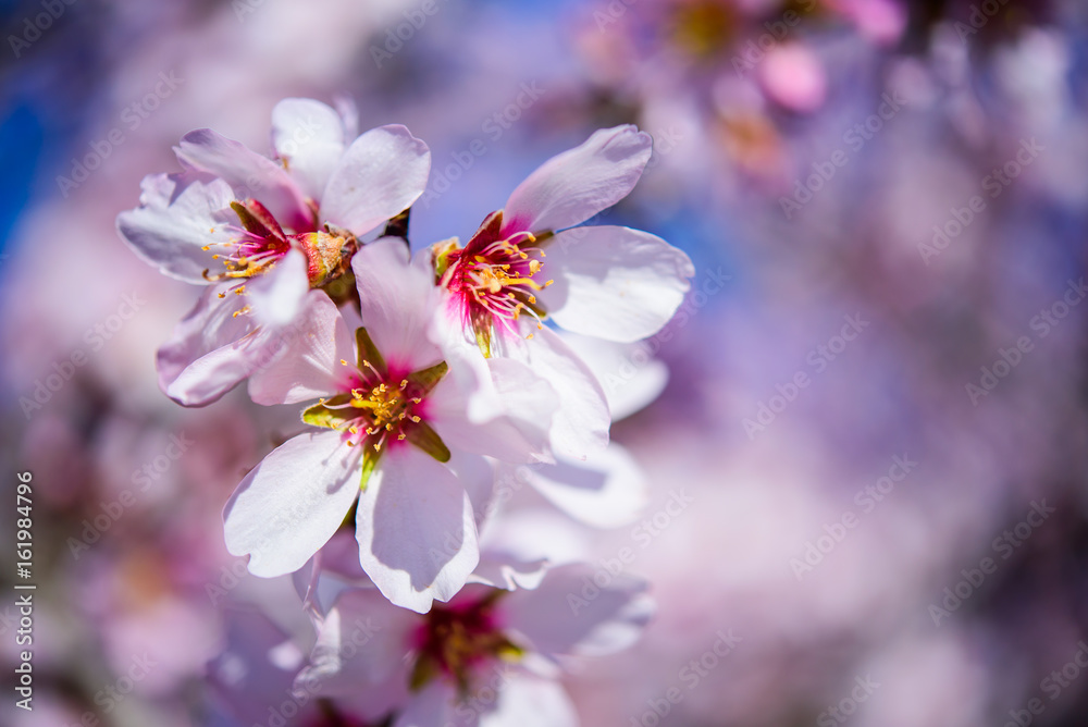 Flowering almond trees against blue sky, closeup, copy space Flowering almond trees against blue sky, closeup, copy space