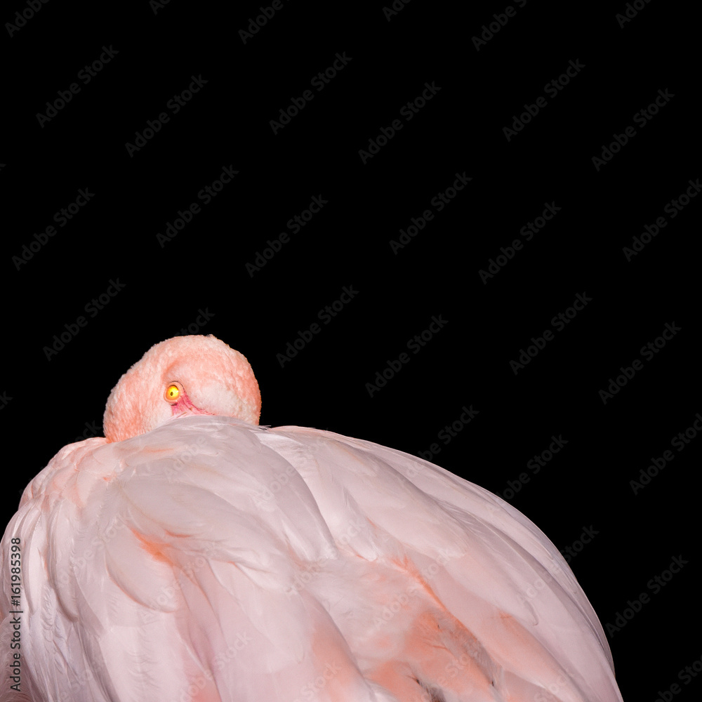 Fototapeta premium sleepy flamingo