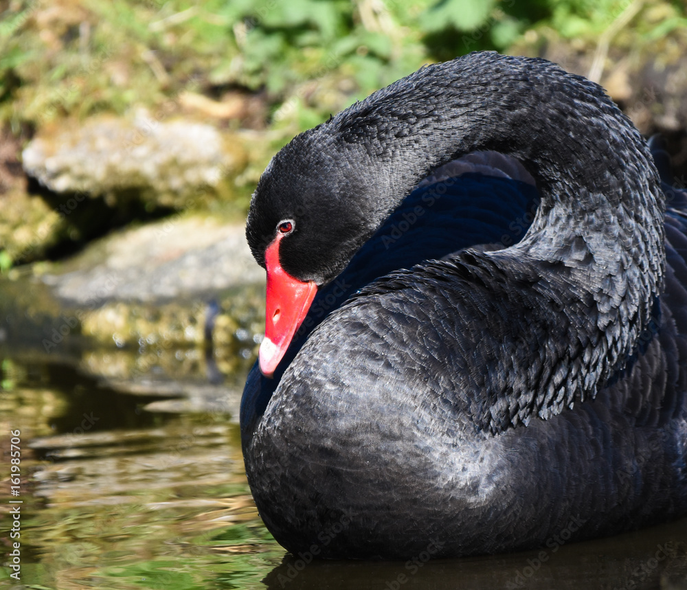 Fototapeta premium beautiful black swan
