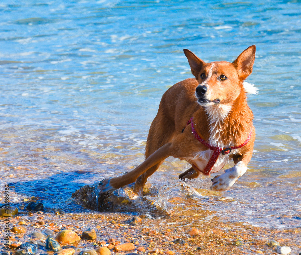 action dog action dog