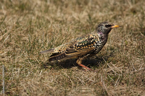 The common starling (Sturnus vulgaris), also known as the European starling in grass
