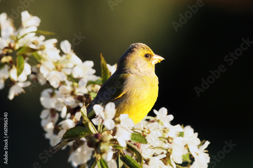 The European greenfinch, or just greenfinch (Chloris chloris),sitting on a blooming twig photo