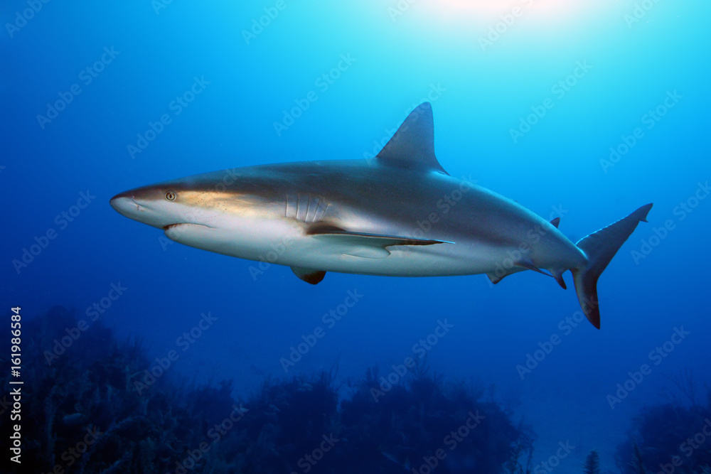 Fototapeta premium The Caribbean reef shark (Carcharhinus perezii) swims over reef in blue