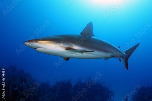 The Caribbean reef shark (Carcharhinus perezii) swims over reef in blue