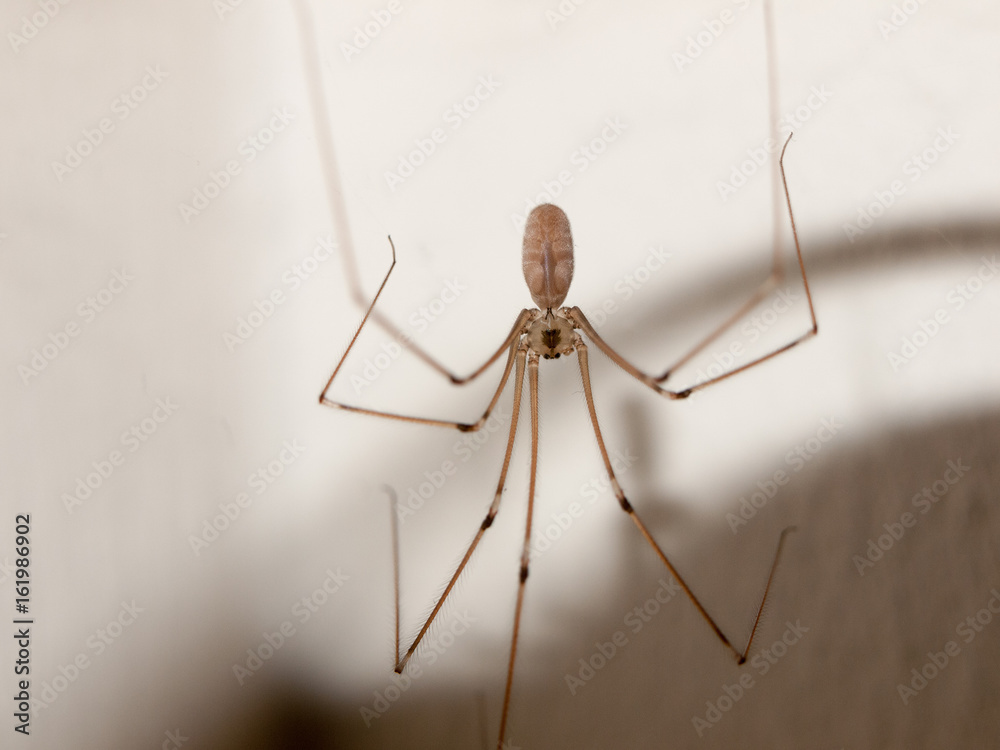 Spider hanging down inside house Spider hanging down inside house